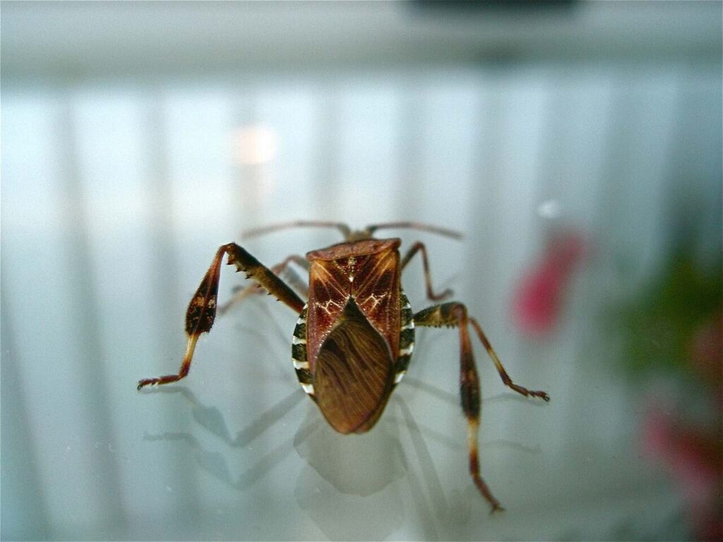Bed Bug Identification