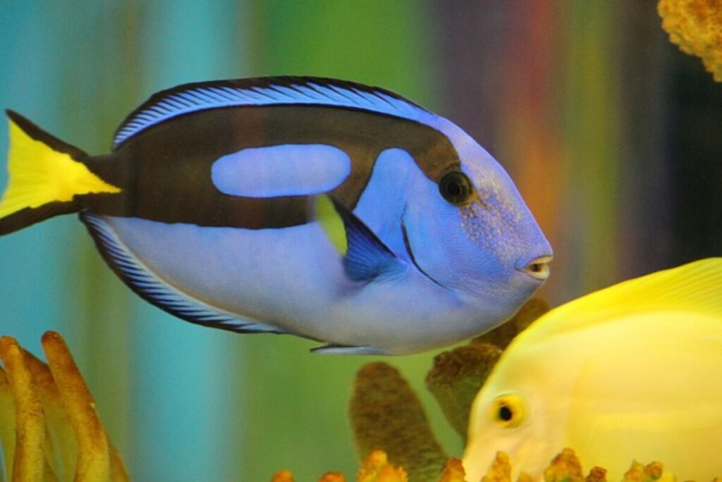 Fish is Dory