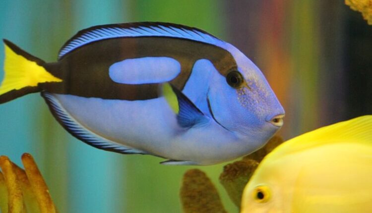 Fish is Dory