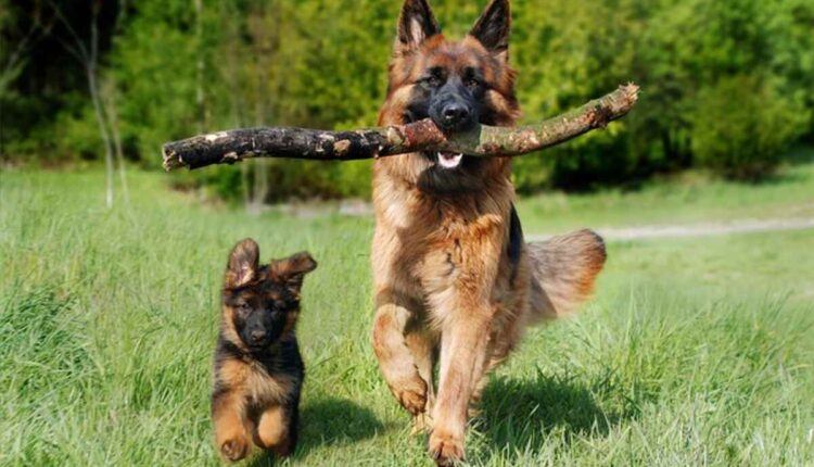 What Kinda Dog Is Scooby Doo