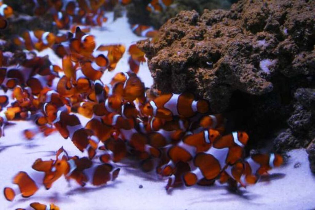 Finding Nemo
