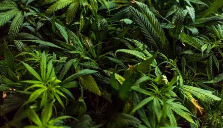 moon chocolate bar 250mg