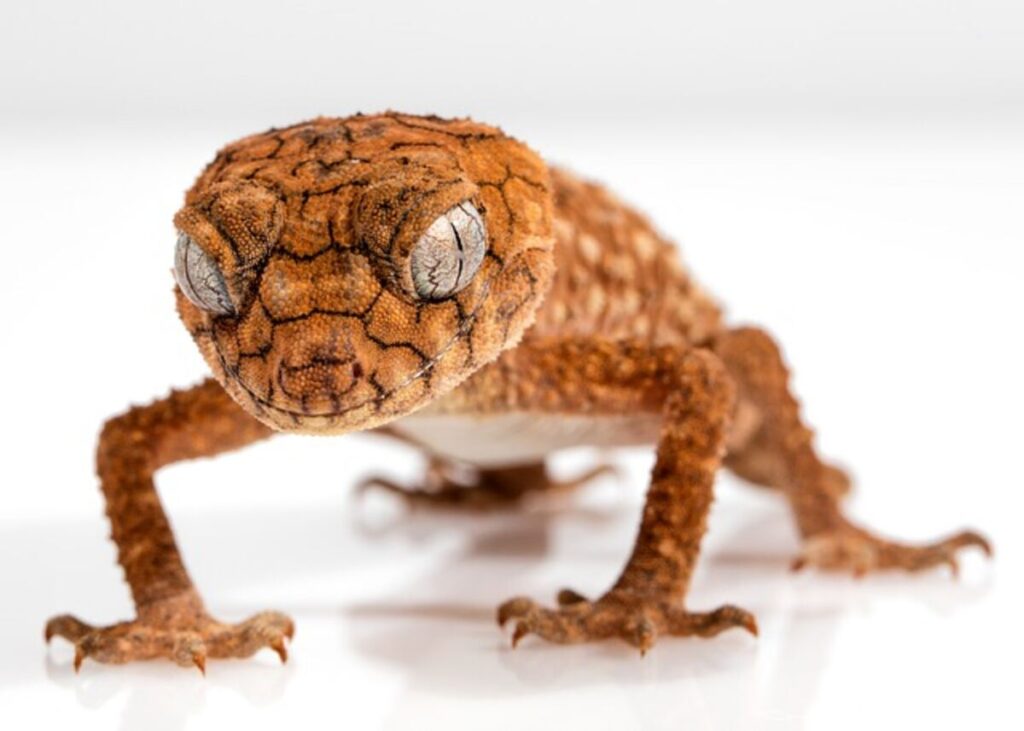 Geckos for sale
