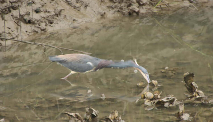 Deborah Fisher - A Blade of Grass and Beyond