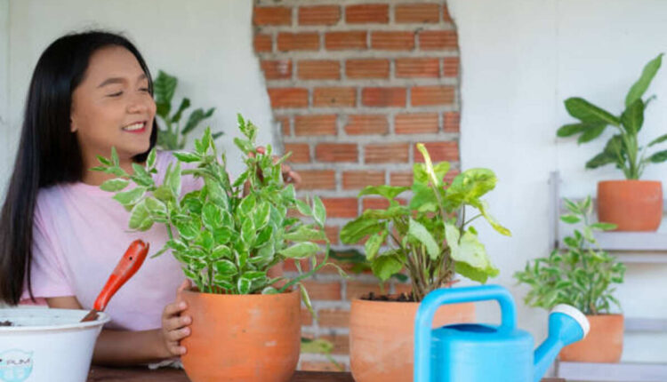 Beauty and Health Benefits of a Home Garden