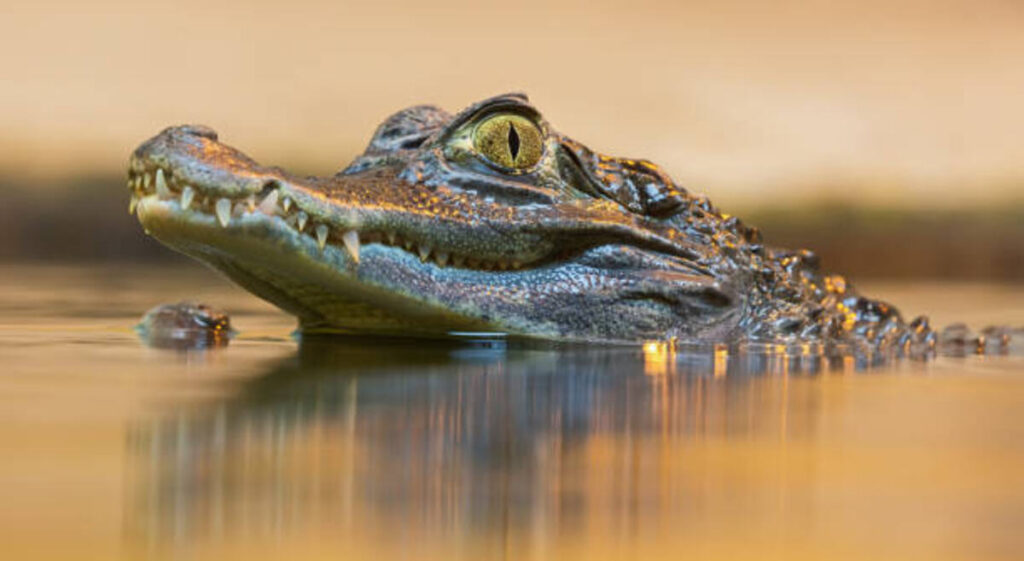 The Best Crocs Color