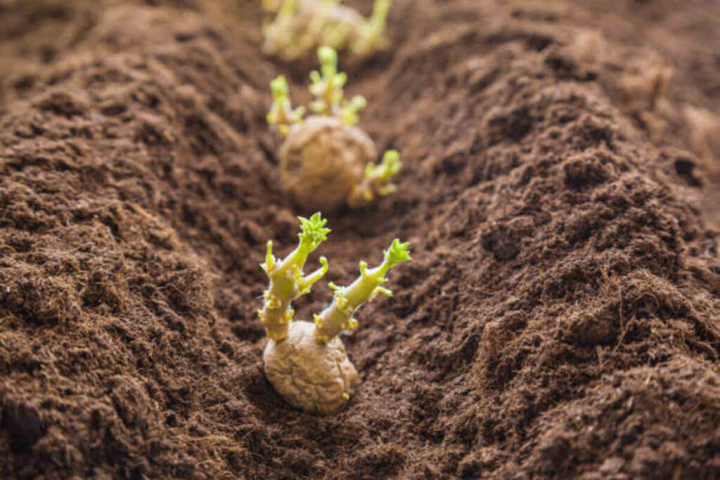 Peat For Growing Vegetables