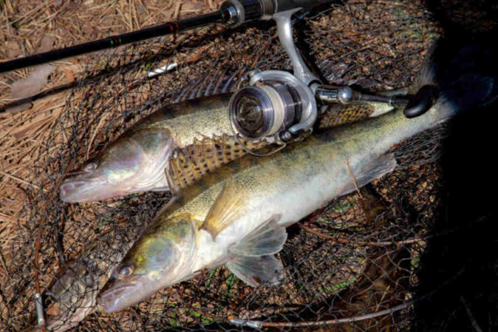 Choke Canyon Fishing Report