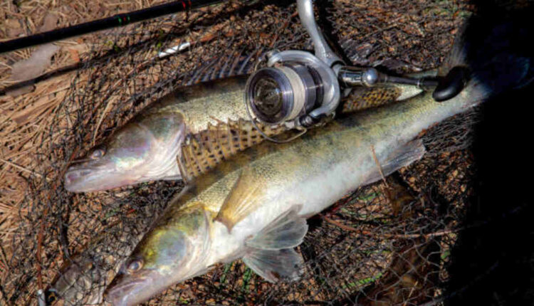 Choke Canyon Fishing Report