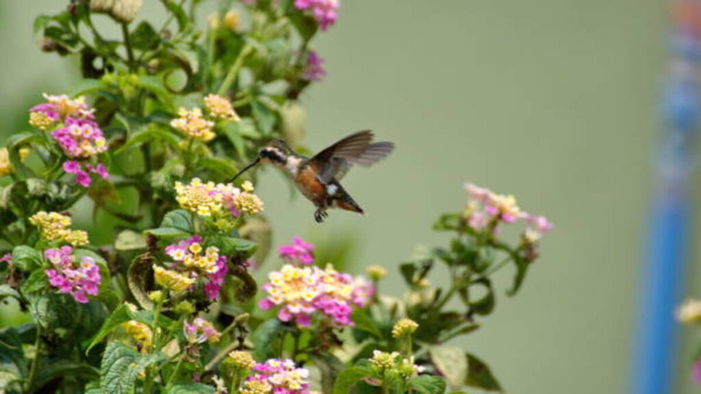 Create a Hummingbird and Butterfly Garden