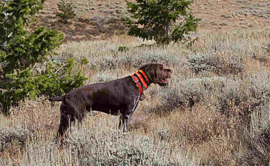 Dakota Sport Retriever