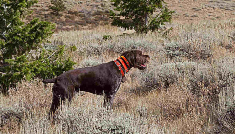 Dakota Sport Retriever