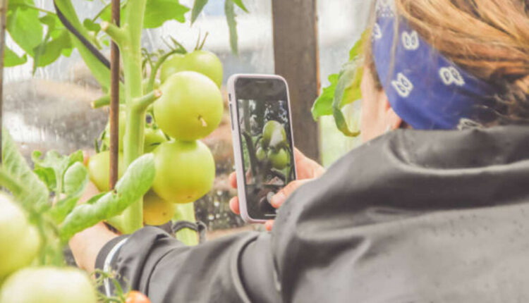 Find Fruit Plants Online at Burpee