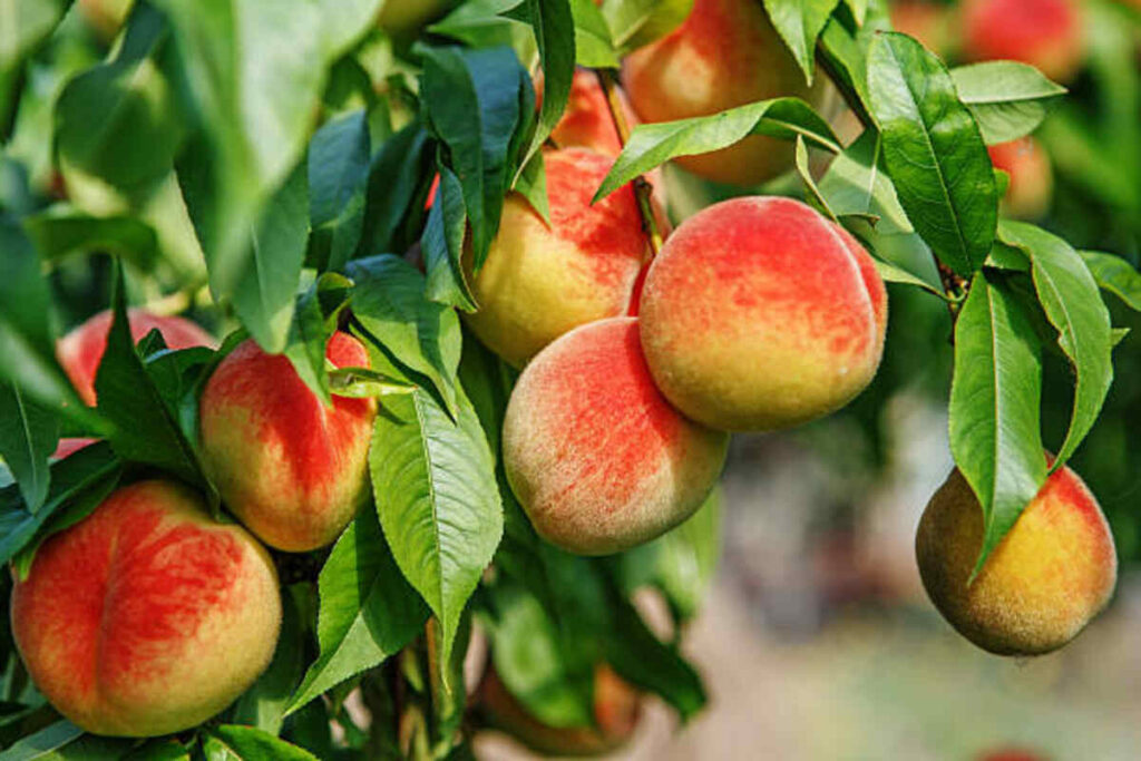 Green Peach Fruit