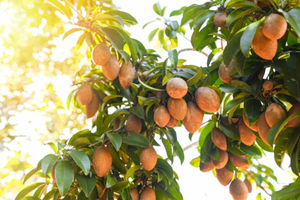 How to Grow Chikoo From Seed
