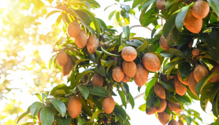 How to Grow Chikoo From Seed