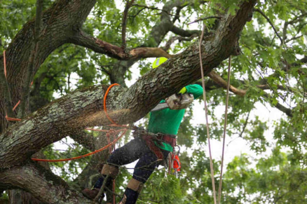 tree service santa clara ca