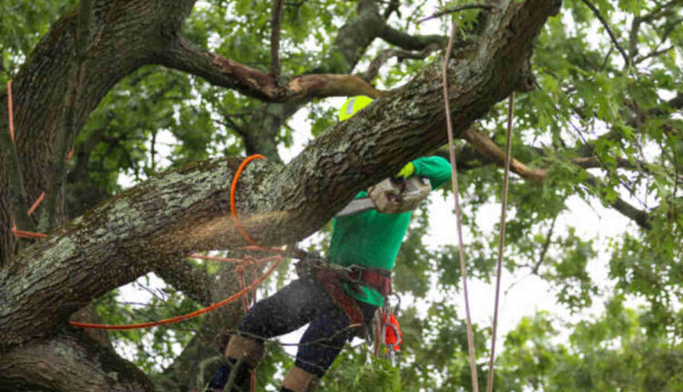 tree service santa clara ca