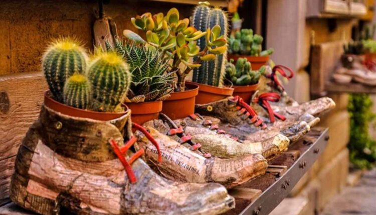 Legal Status of Peyote in Different Regions Unbelievable Insights 7