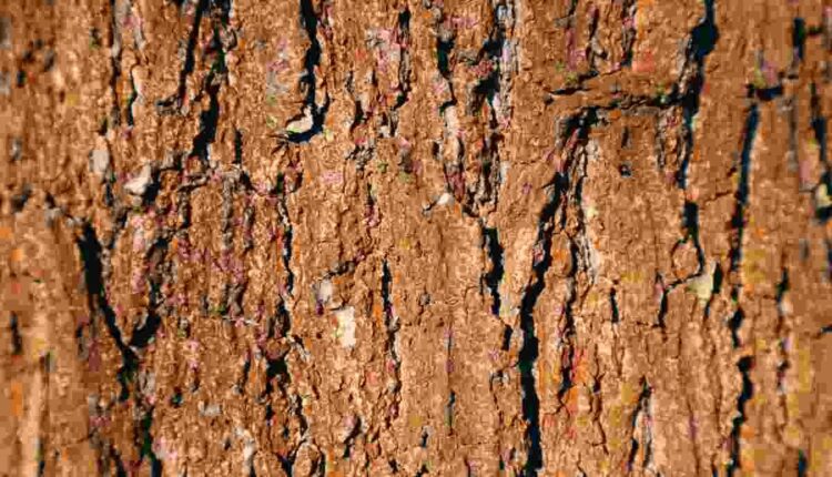 European oak flooring